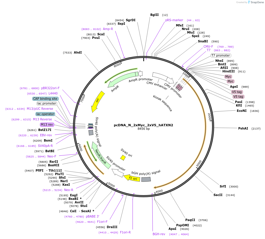 239757-plasmid-map-sequence-id-476603