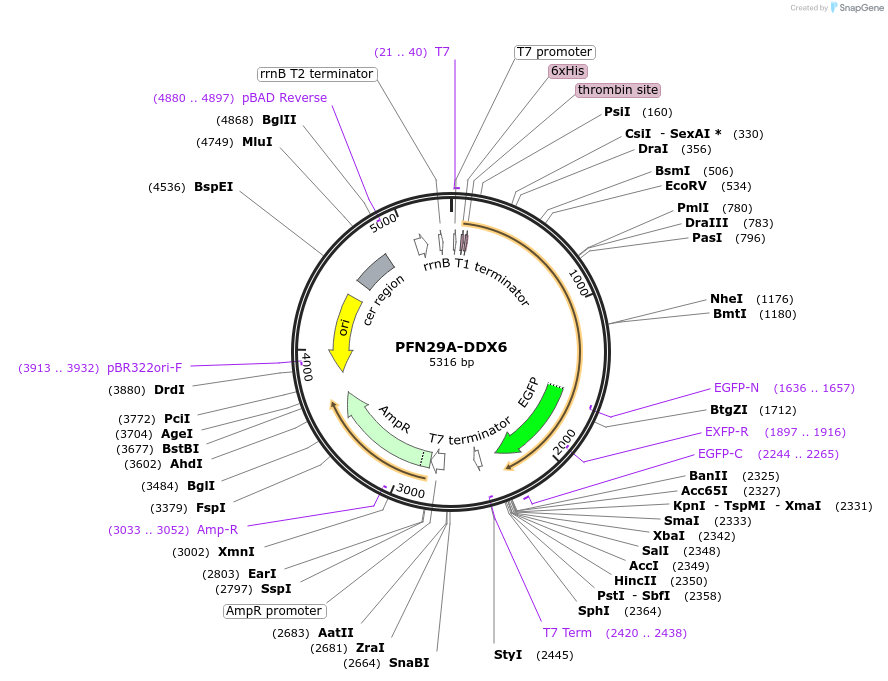 240019-plasmid-map-sequence-id-476607