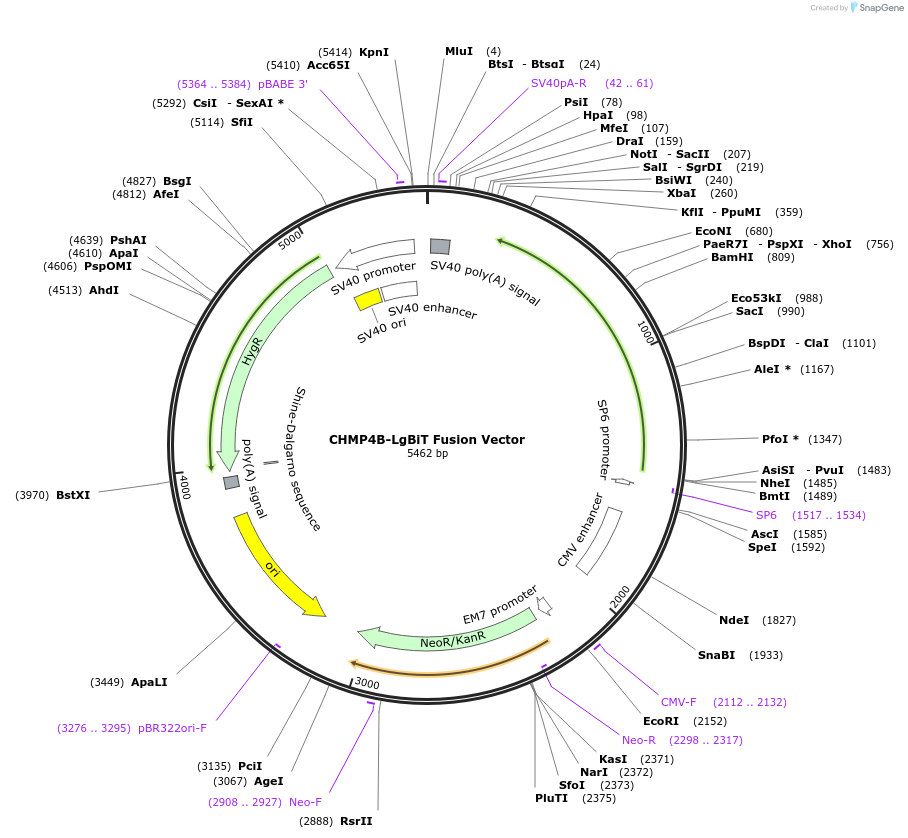 237053-plasmid-map-sequence-id-476609
