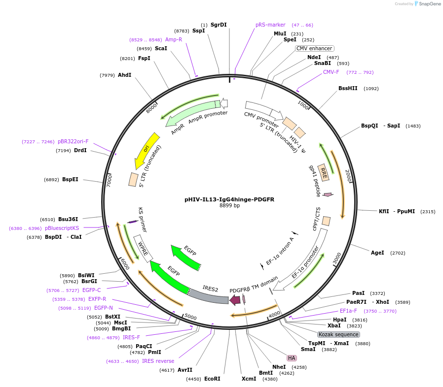 240245-plasmid-map-sequence-id-476611
