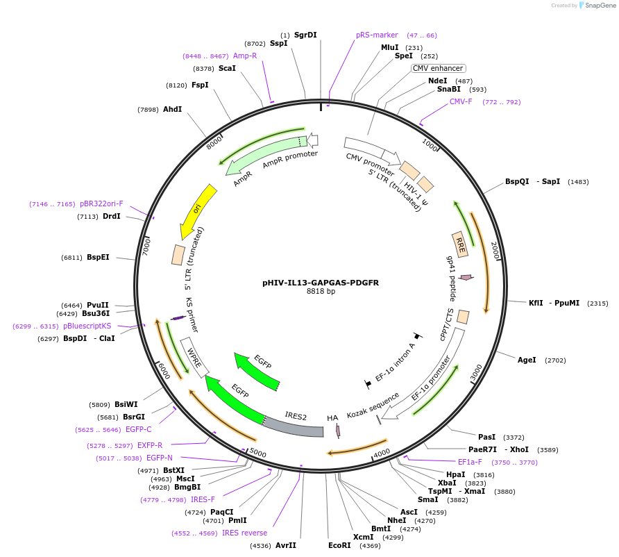 240246-plasmid-map-sequence-id-476617