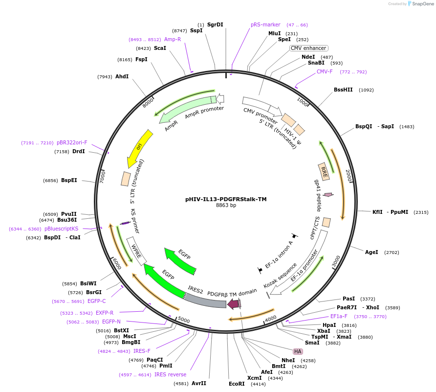 240243-plasmid-map-sequence-id-476618