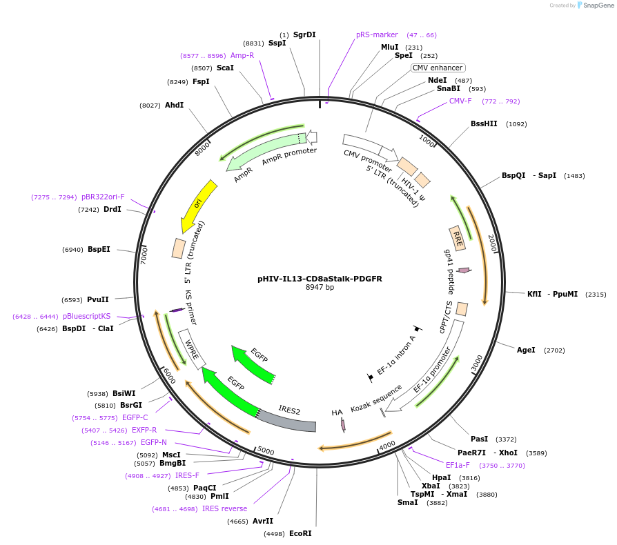 240242-plasmid-map-sequence-id-476619