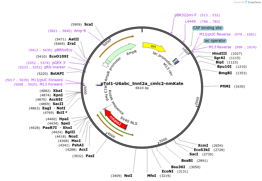 238309-plasmid-map-sequence-id-476625