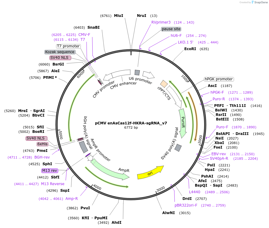 208357-plasmid-map-sequence-id-476642