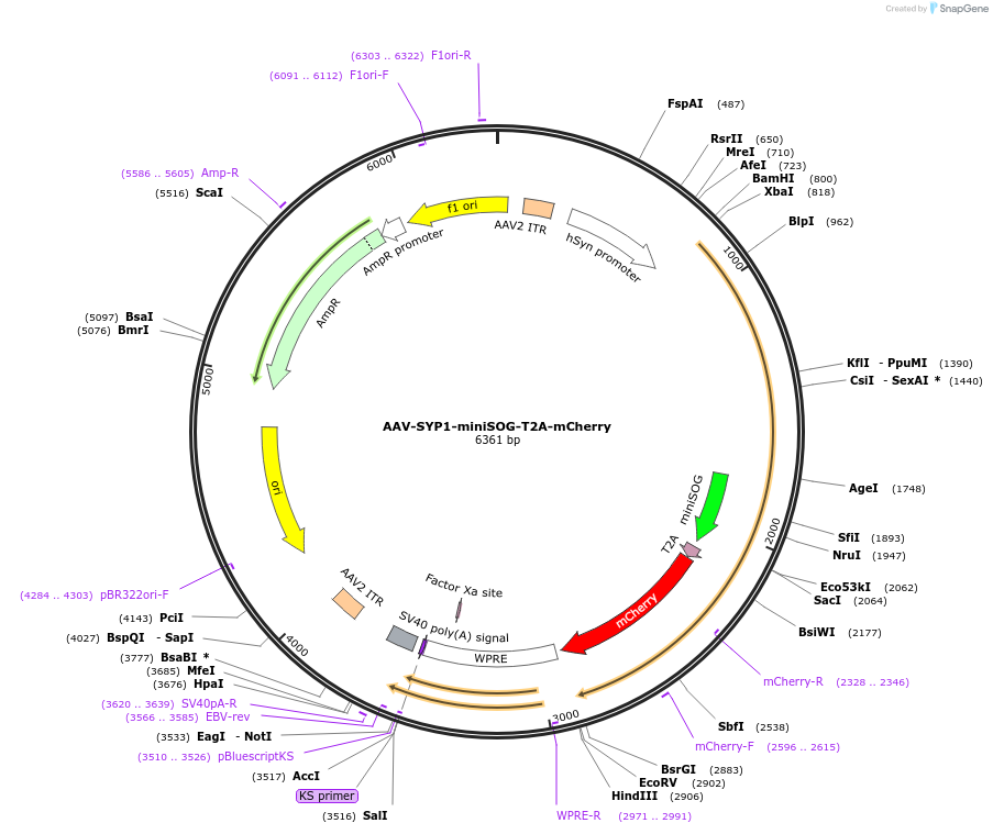 50972-plasmid-map-sequence-id-476707