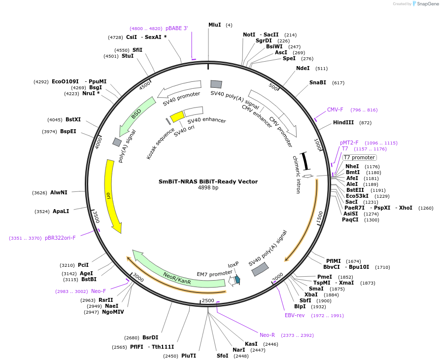 237063-plasmid-map-sequence-id-476795