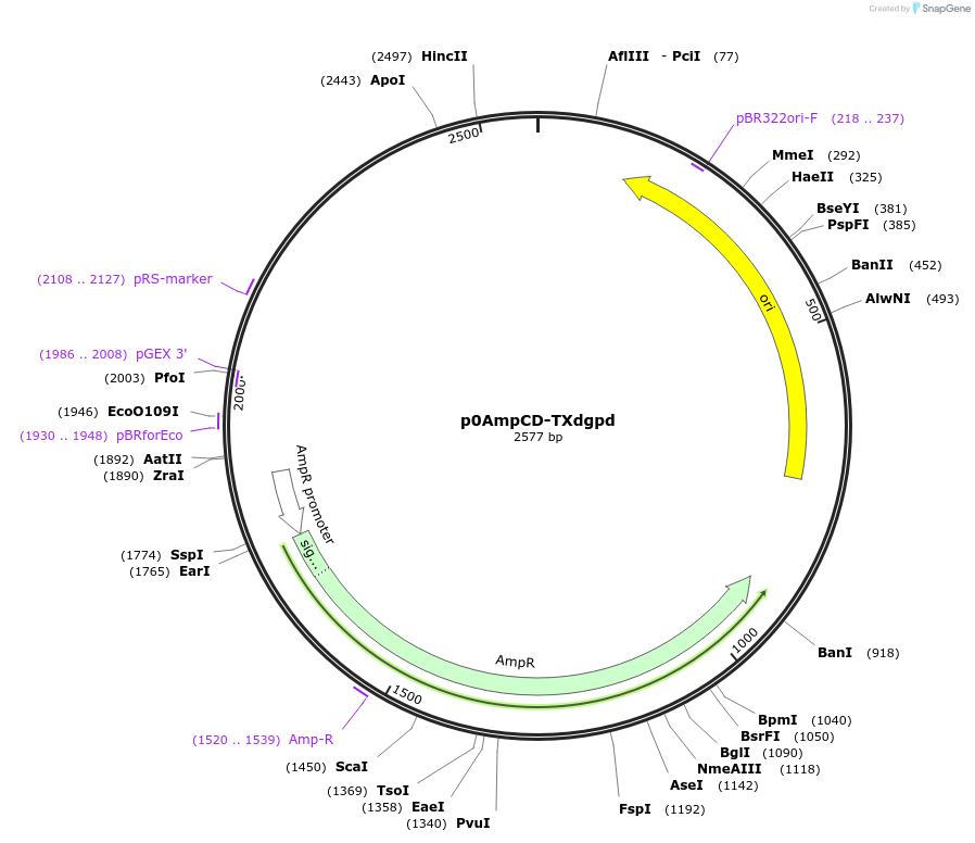 237272-plasmid-map-sequence-id-476820