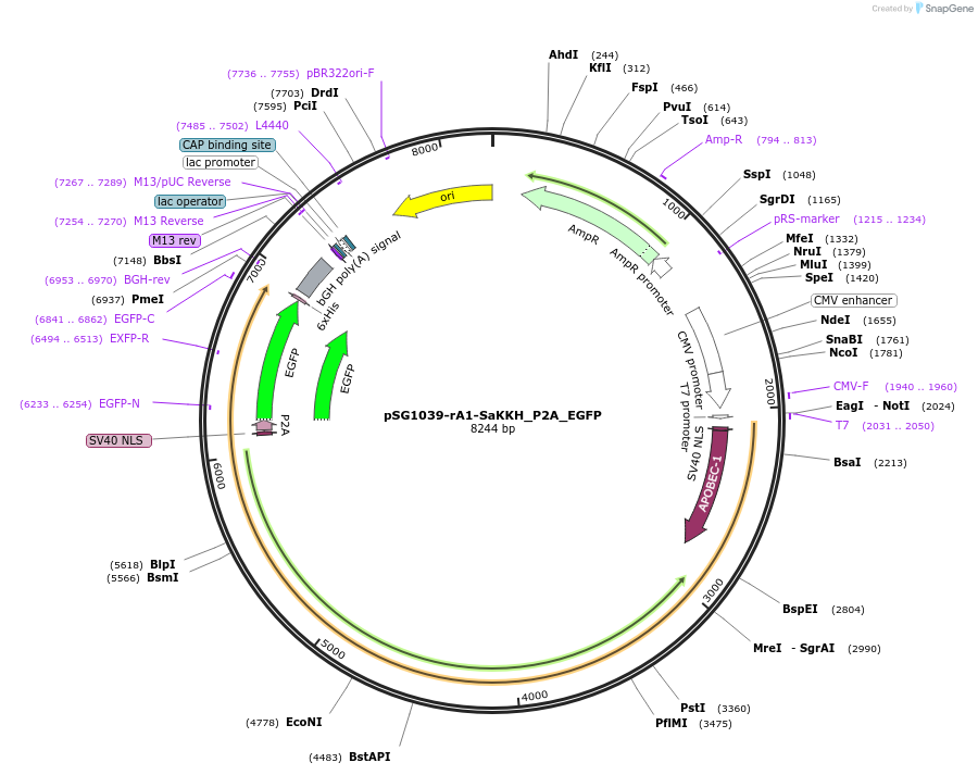 239462-plasmid-map-sequence-id-476829