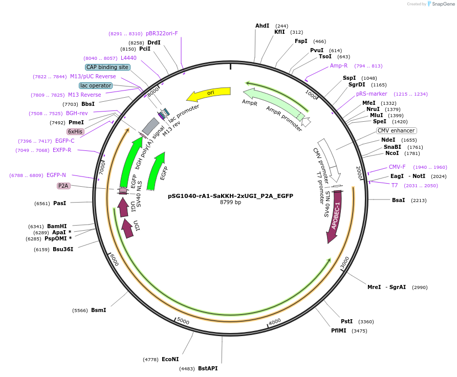 239463-plasmid-map-sequence-id-476830