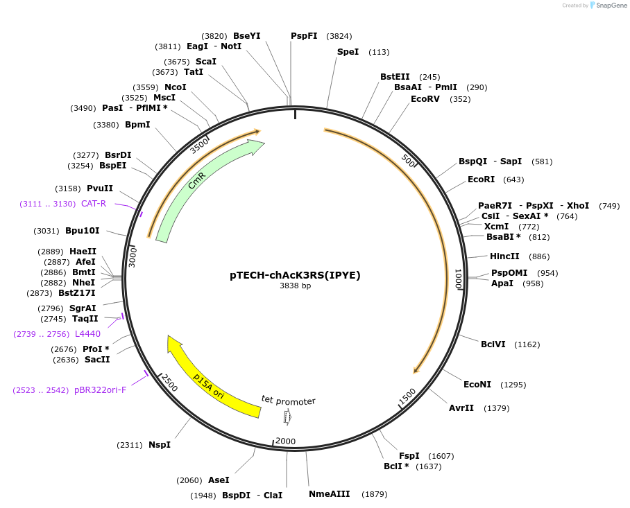 104069-plasmid-map-sequence-id-476853