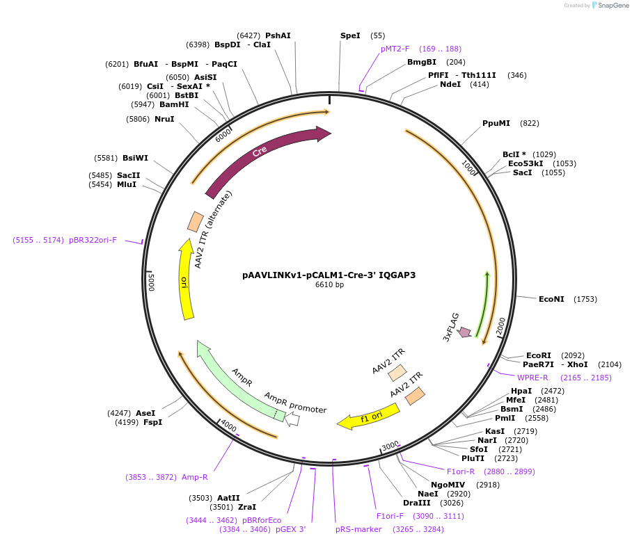 236705-plasmid-map-sequence-id-476855