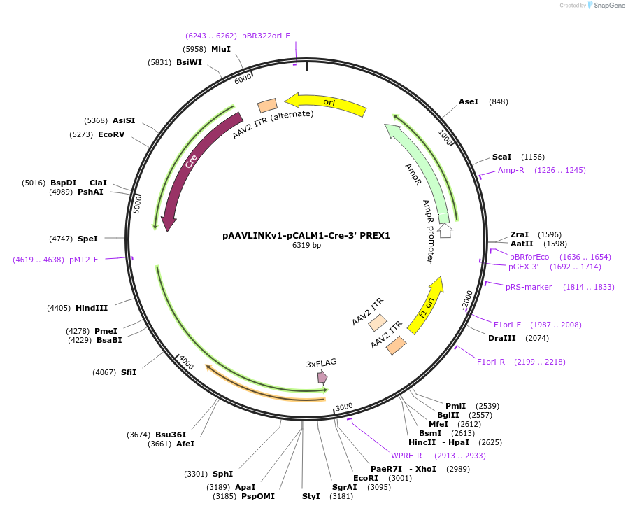 236709-plasmid-map-sequence-id-476856