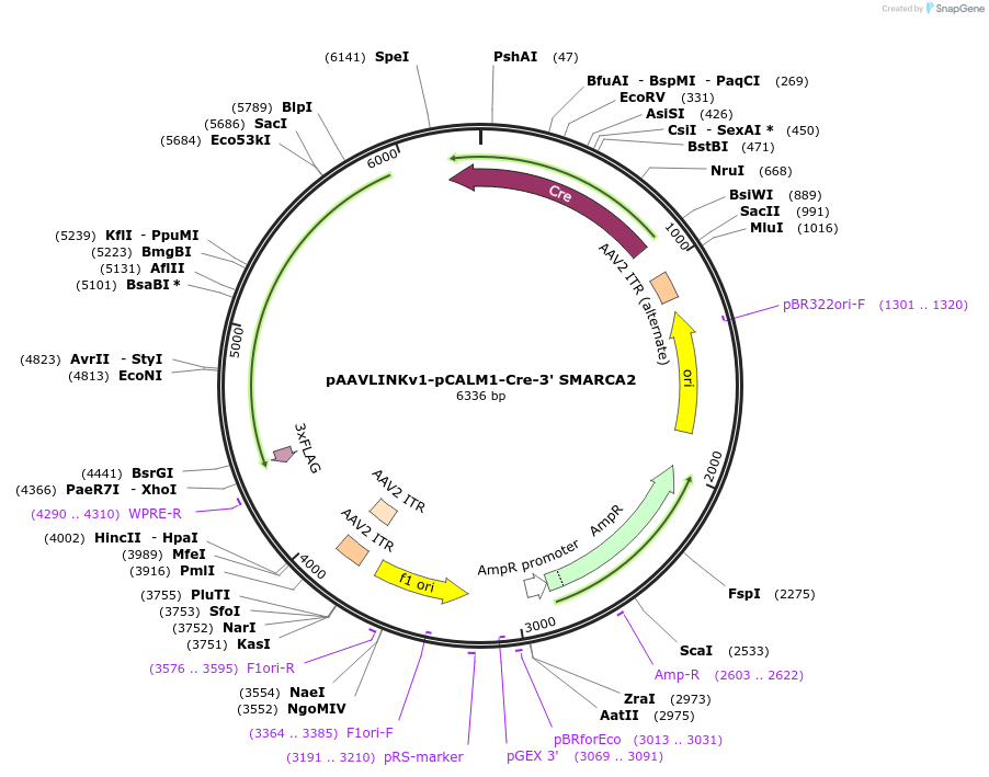 236653-plasmid-map-sequence-id-476857