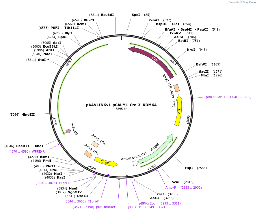 236689-plasmid-map-sequence-id-476860