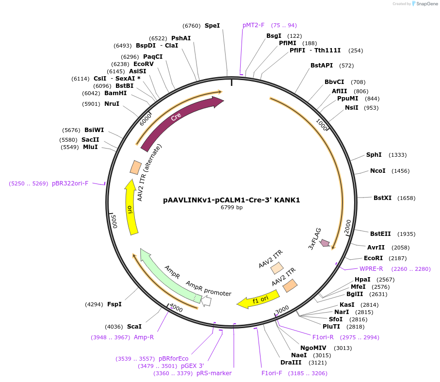 236681-plasmid-map-sequence-id-476865