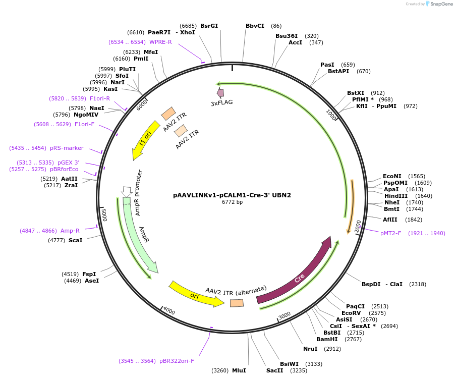 236679-plasmid-map-sequence-id-476870