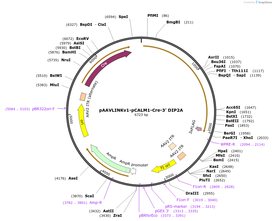 236651-plasmid-map-sequence-id-476875