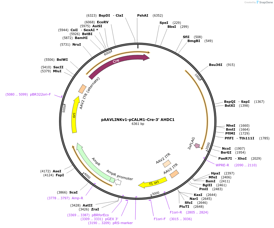 236673-plasmid-map-sequence-id-476878