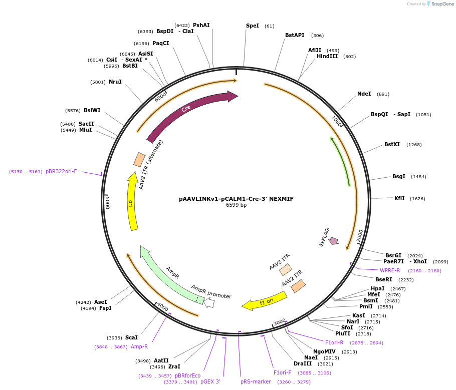 236669-plasmid-map-sequence-id-476880