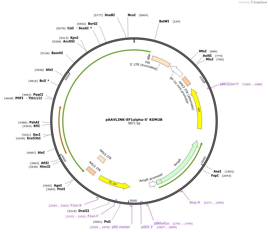 236660-plasmid-map-sequence-id-476881
