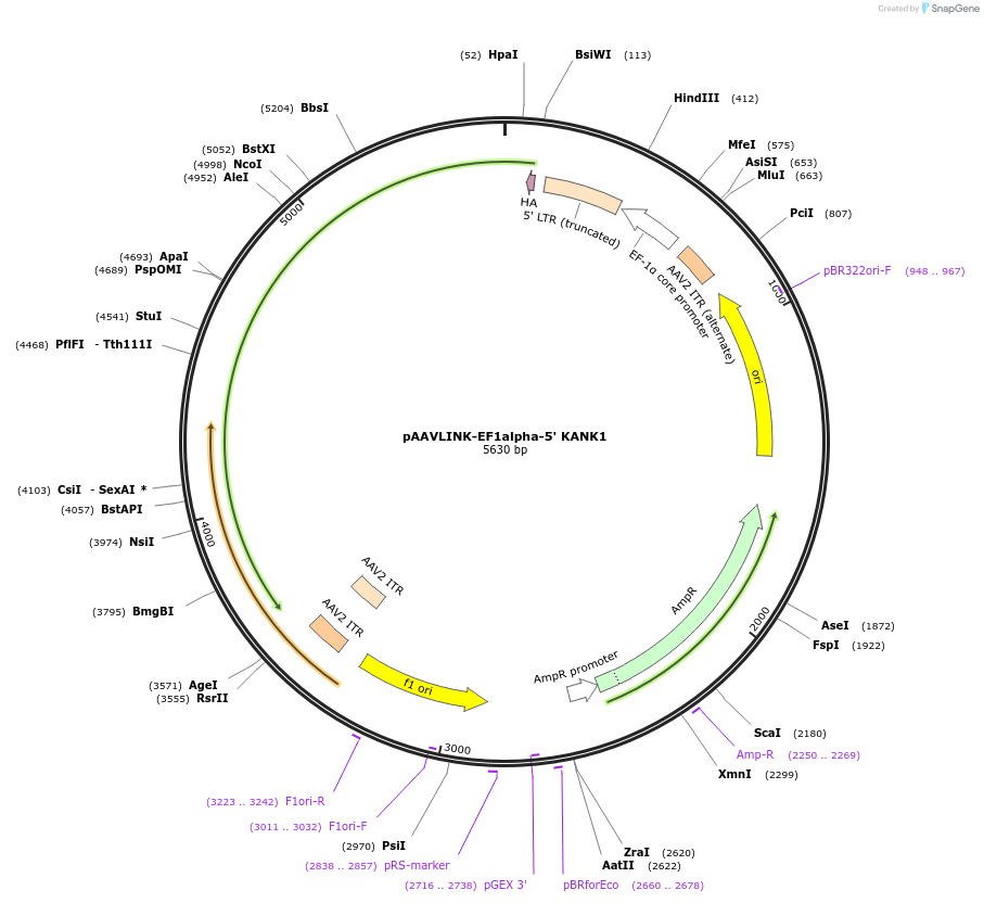 236680-plasmid-map-sequence-id-476886