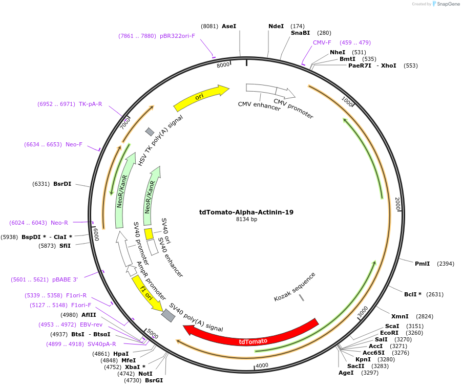 58070-plasmid-map-sequence-id-476906