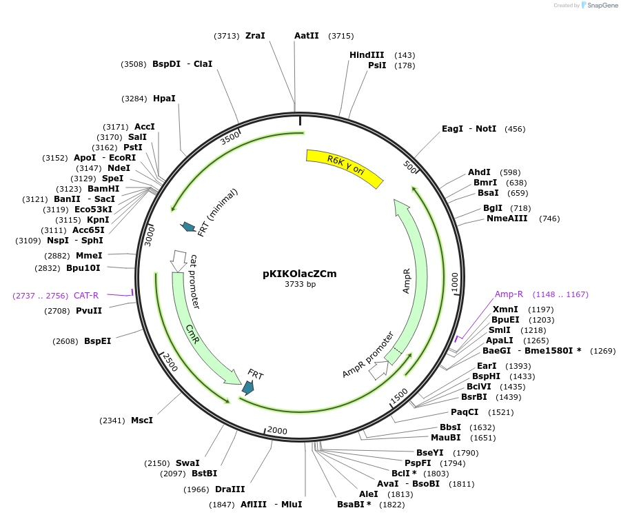 46764-plasmid-map-sequence-id-476941