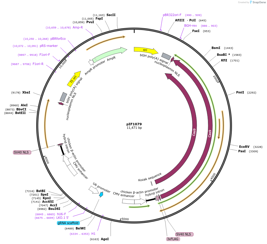 237445-plasmid-map-sequence-id-476973