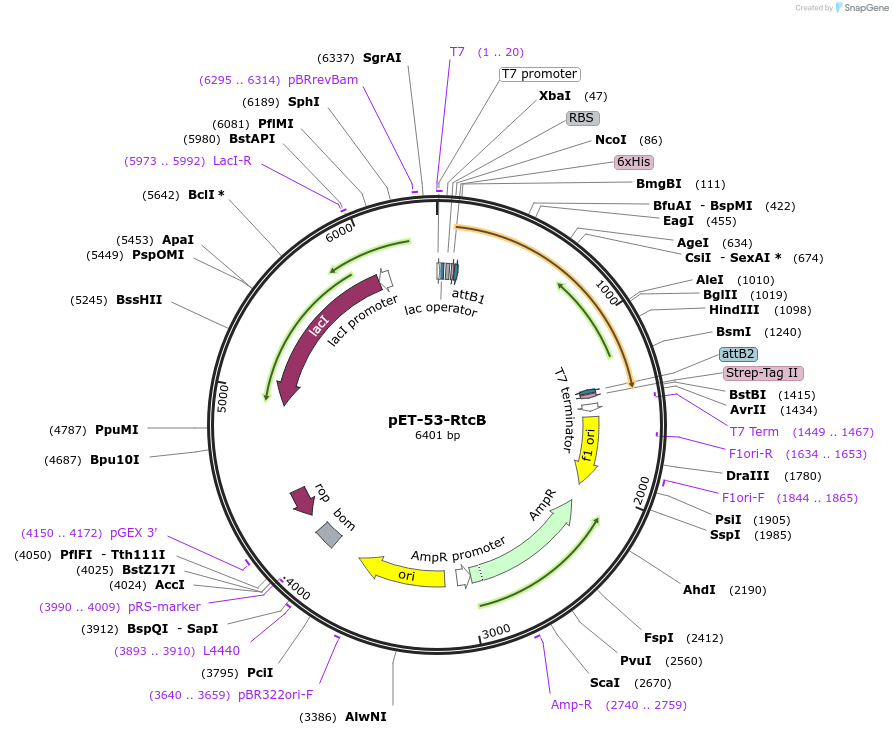 51282-plasmid-map-sequence-id-476974