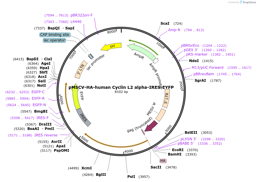 240142-plasmid-map-sequence-id-477090