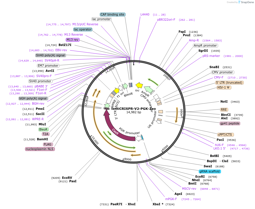 240074-plasmid-map-sequence-id-477091