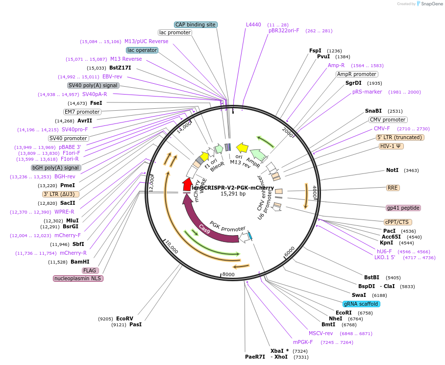 240076-plasmid-map-sequence-id-477094