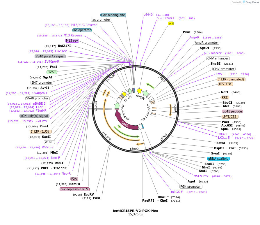 240073-plasmid-map-sequence-id-477098