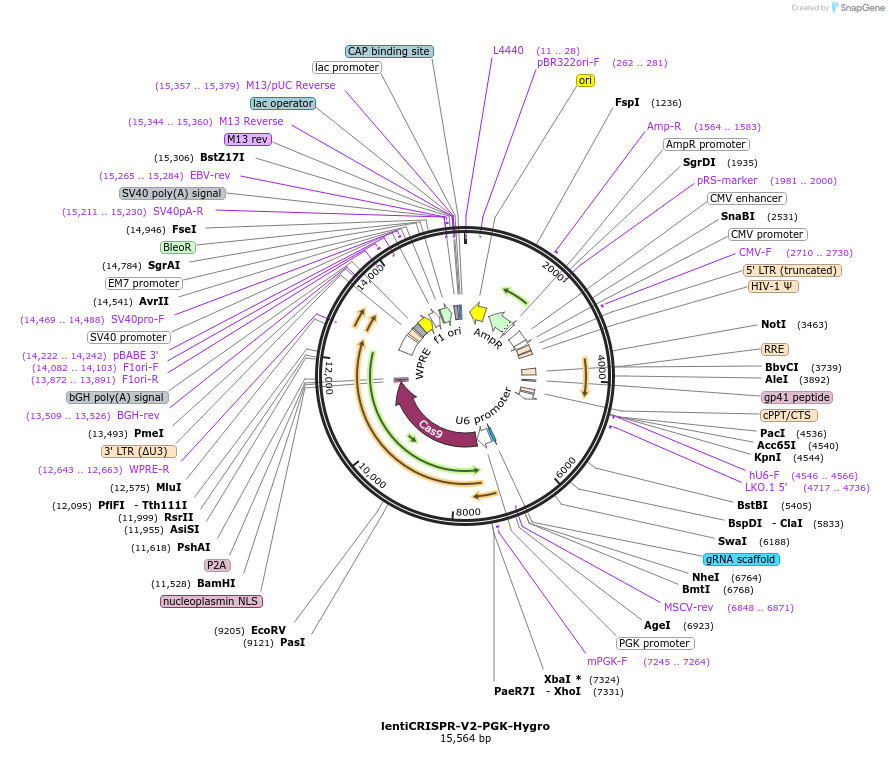 240072-plasmid-map-sequence-id-477105