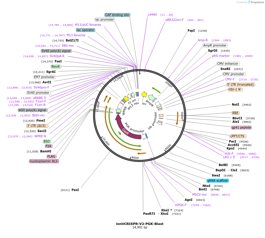 240071-plasmid-map-sequence-id-477106