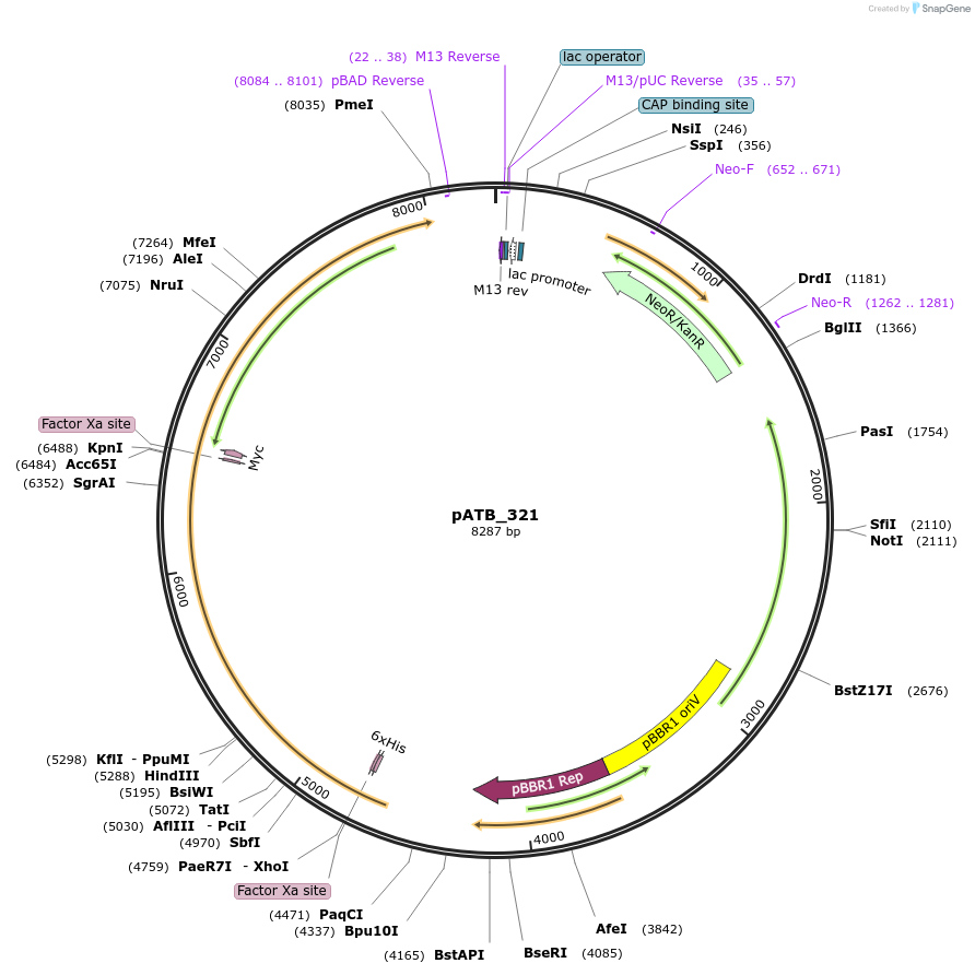 226074-plasmid-map-sequence-id-477118