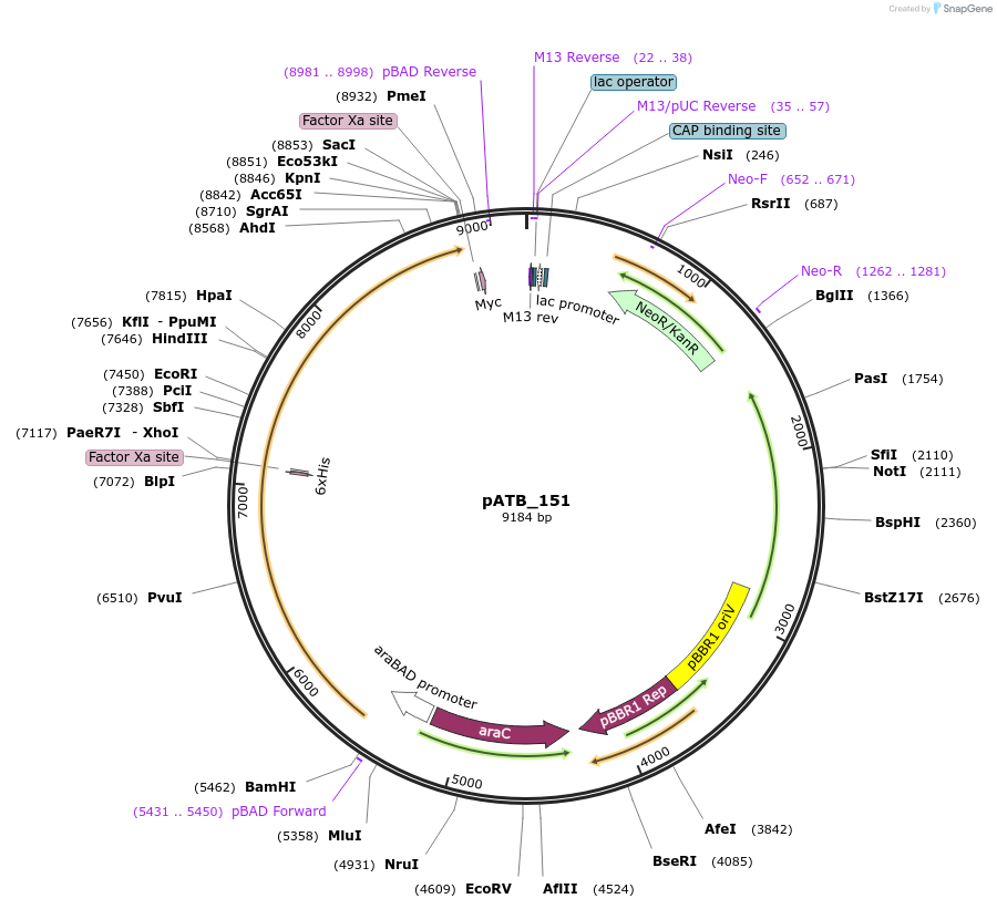 226038-plasmid-map-sequence-id-477119