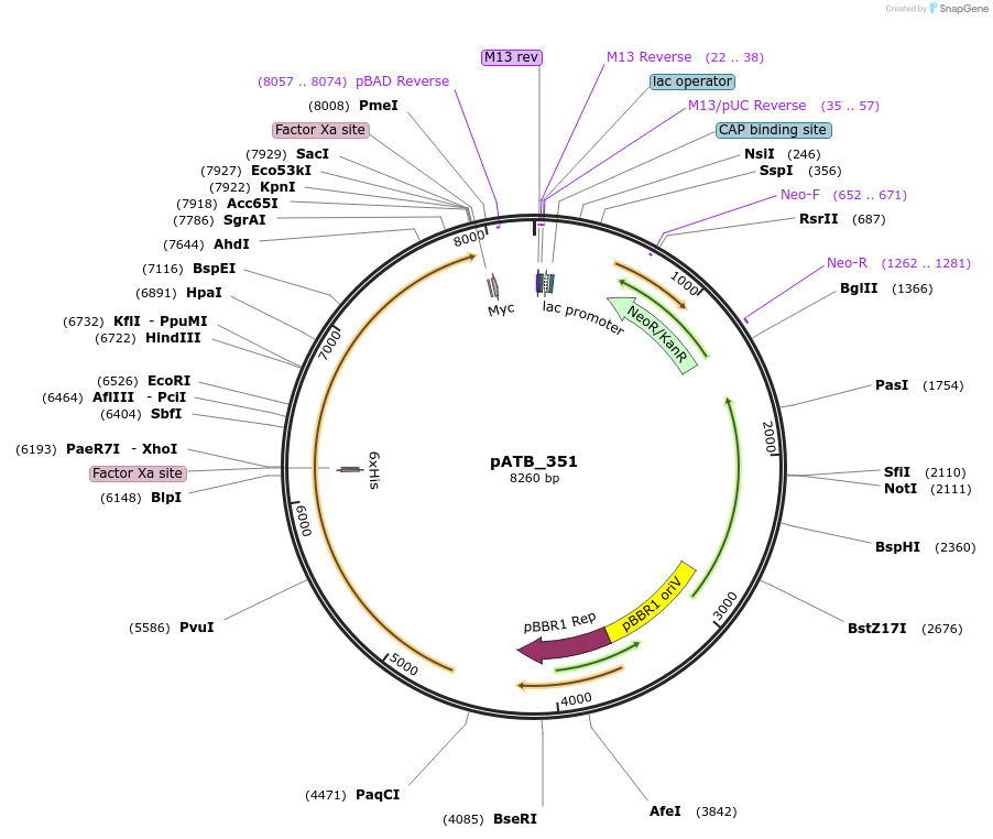226092-plasmid-map-sequence-id-477120