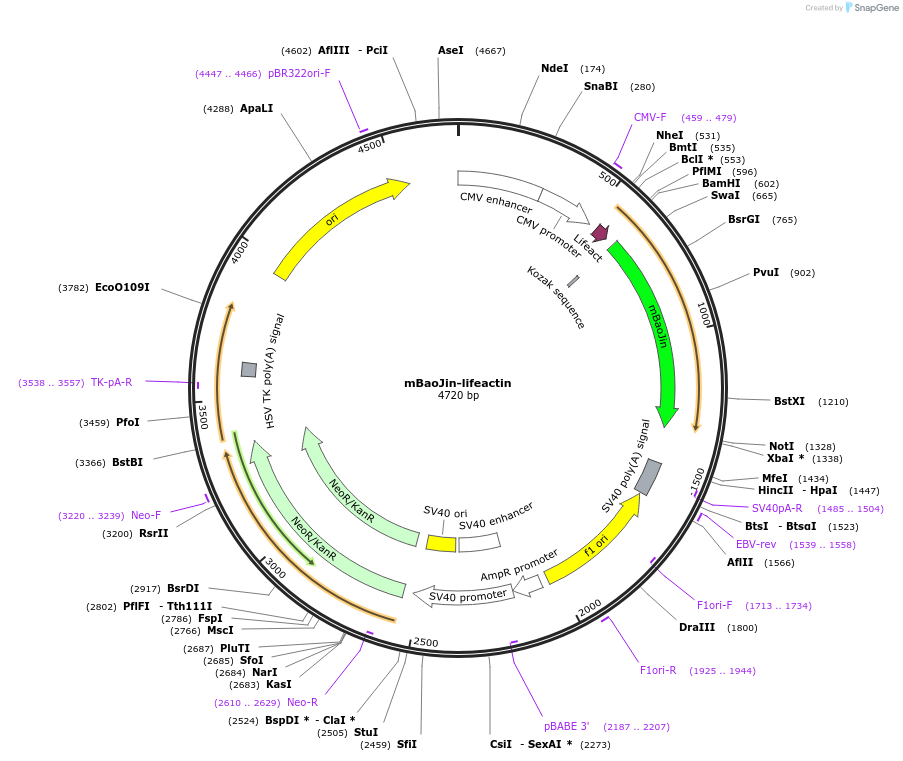 229608-plasmid-map-sequence-id-477121
