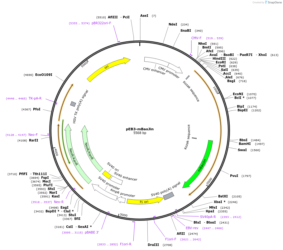 229565-plasmid-map-sequence-id-477126