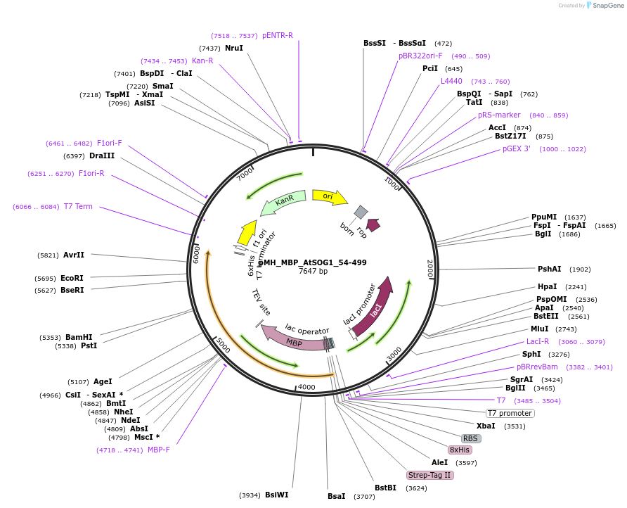 238518-plasmid-map-sequence-id-477132