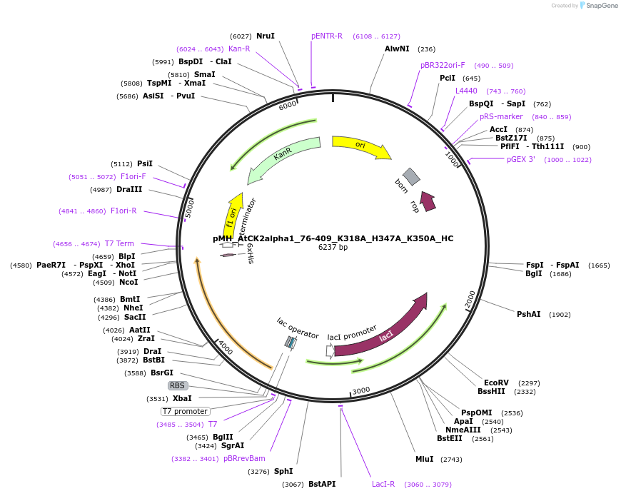 238514-plasmid-map-sequence-id-477134