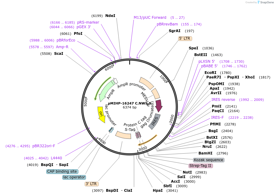 237589-plasmid-map-sequence-id-477138