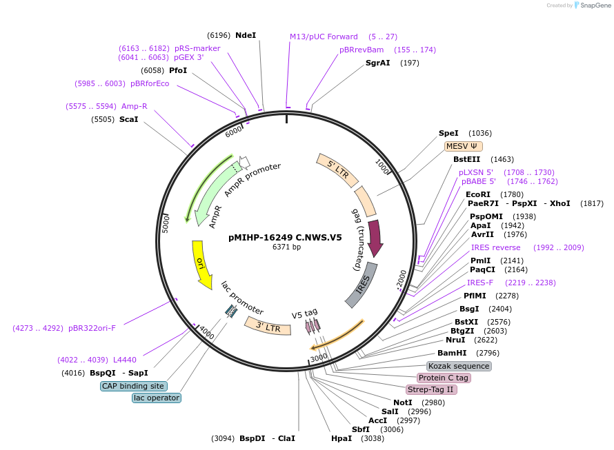 237590-plasmid-map-sequence-id-477139