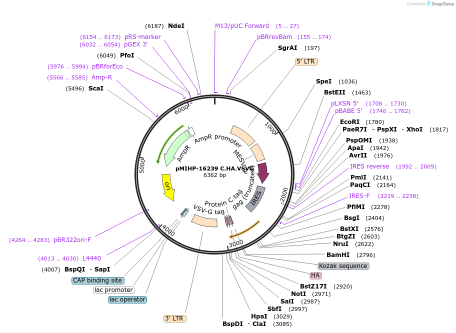 237587-plasmid-map-sequence-id-477140