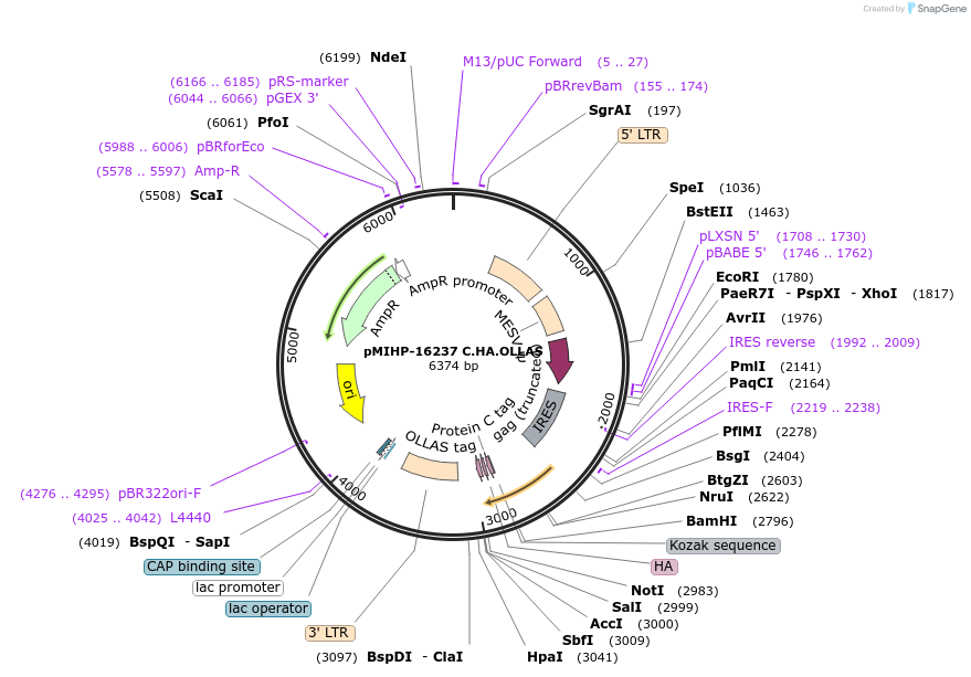 237584-plasmid-map-sequence-id-477142