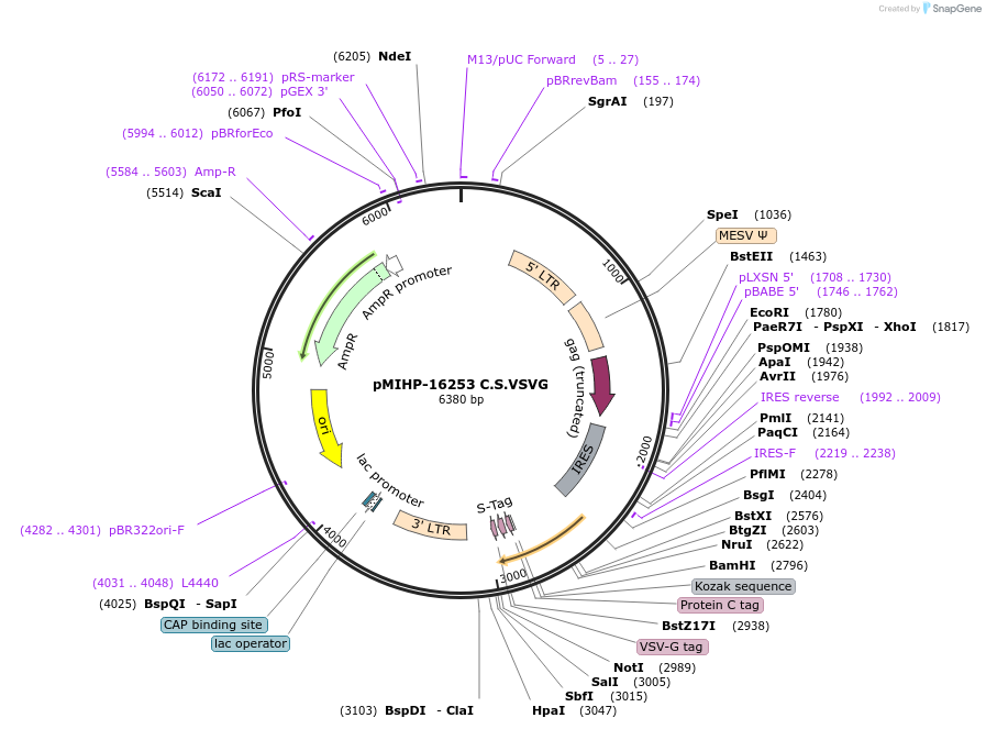 237594-plasmid-map-sequence-id-477143