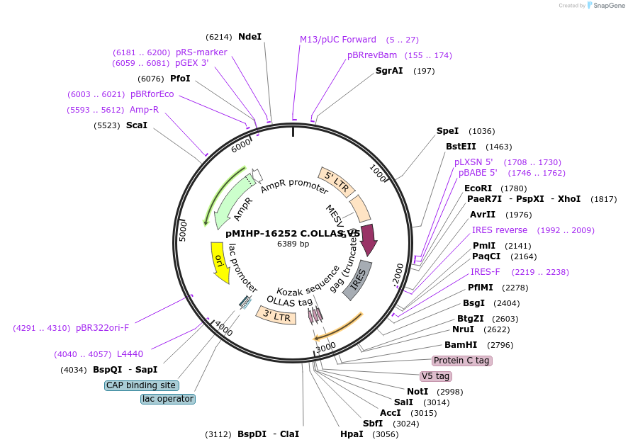 237591-plasmid-map-sequence-id-477146