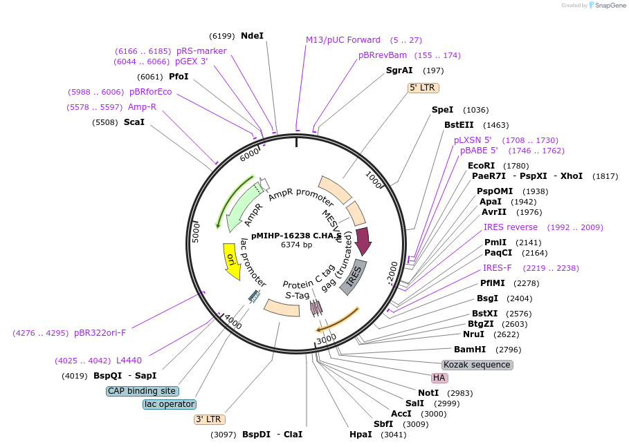 237585-plasmid-map-sequence-id-477147